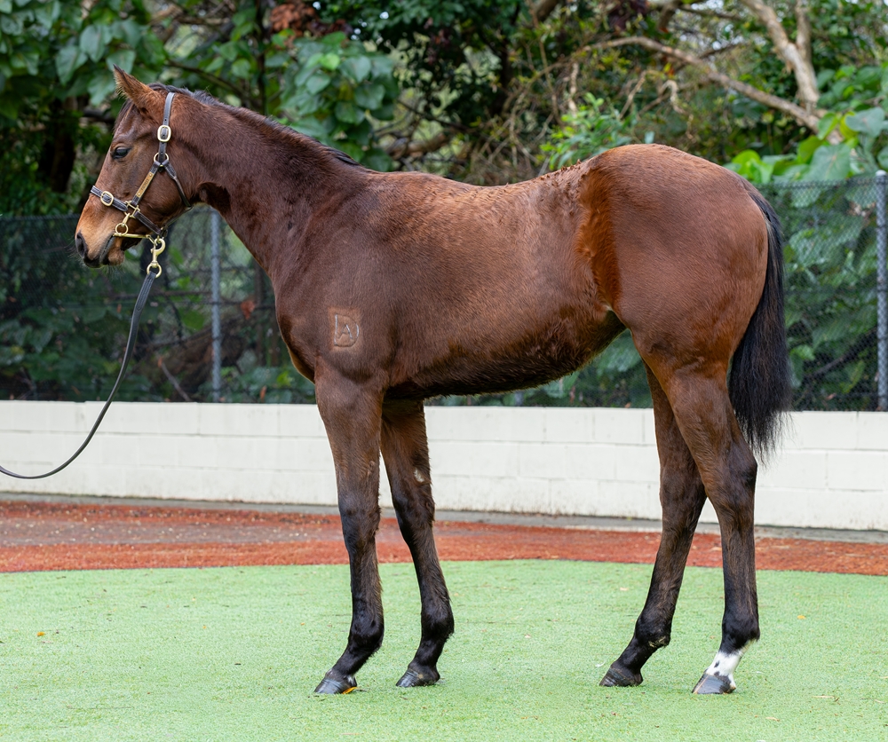 Zousain (AUS) / Jebel Hafeet (AUS) 2025 Filly - Image 1