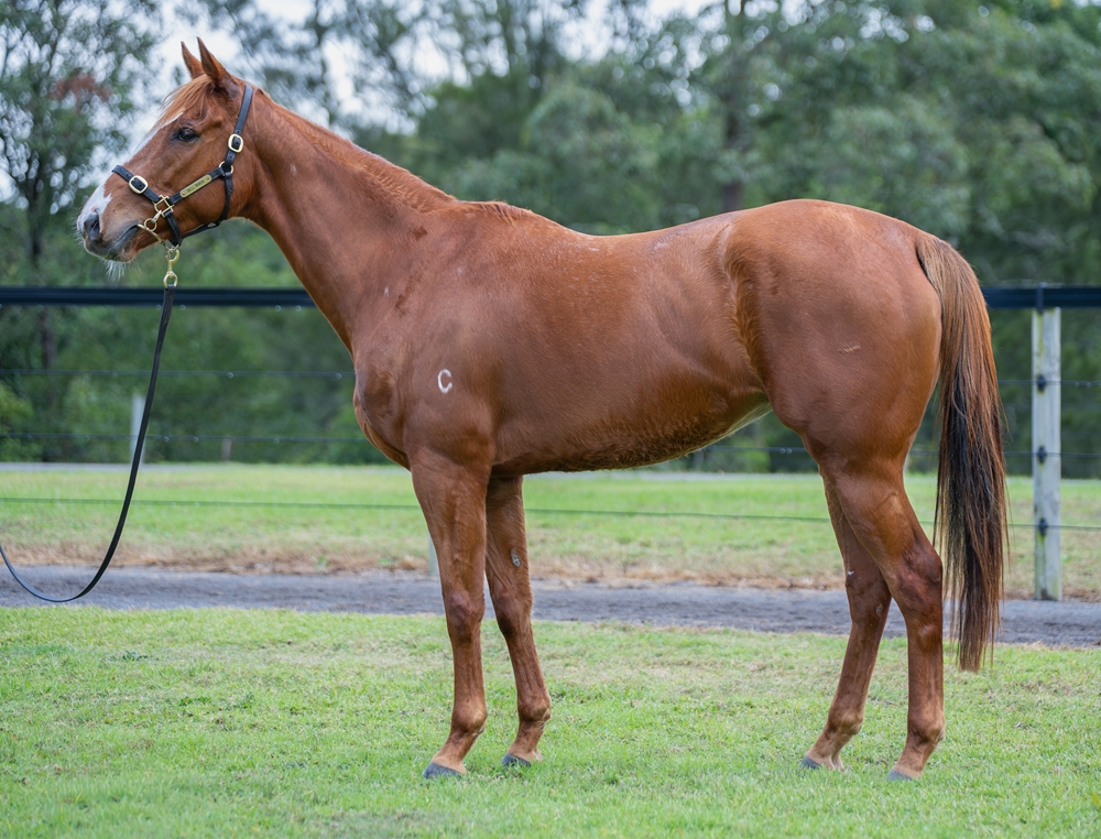 Cha Cha Changes (AUS) - Image 1