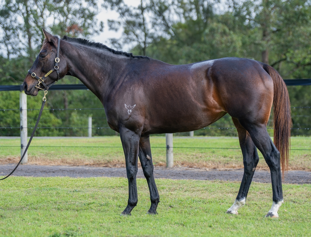 Fortune Ready (AUS) - Image 1