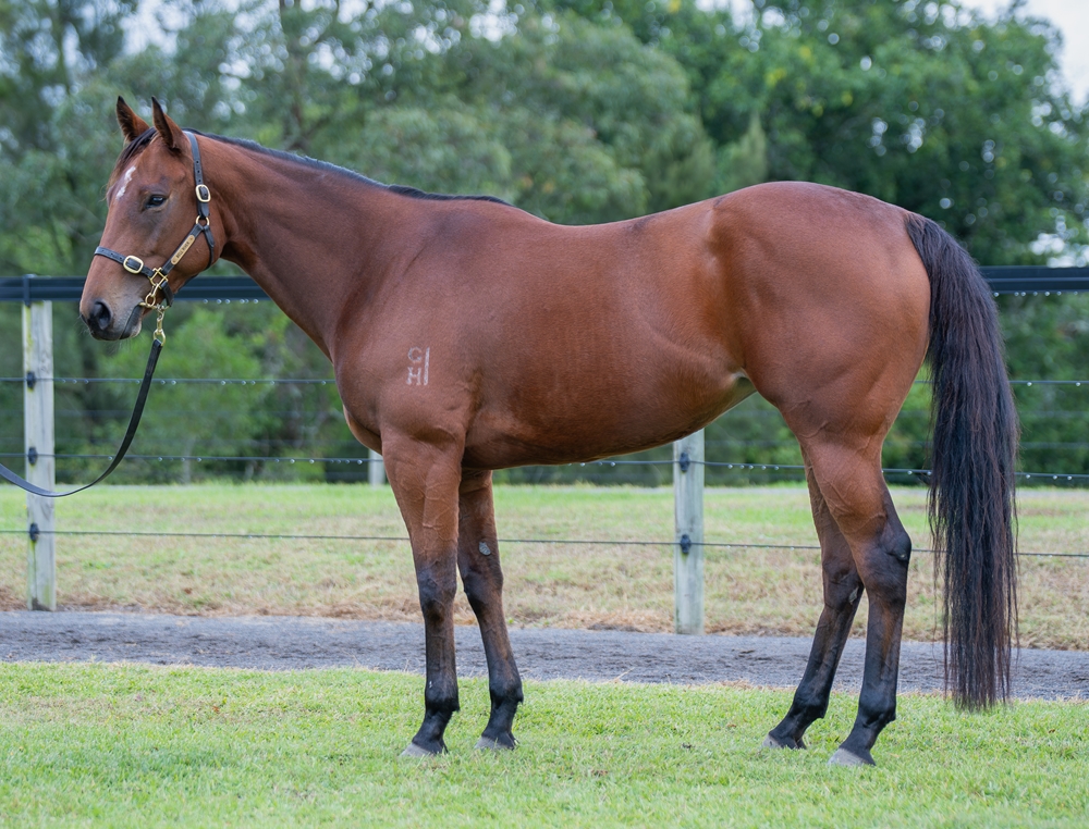 Lady Savannah (AUS) - Image 1