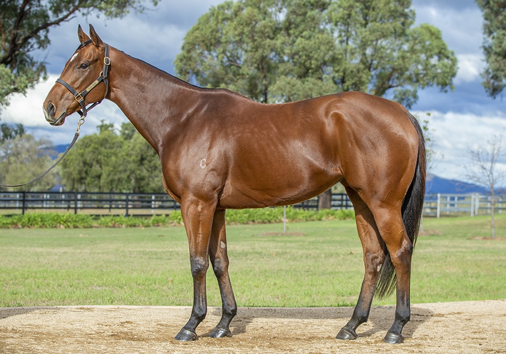 Lilac (AUS) - Image 1
