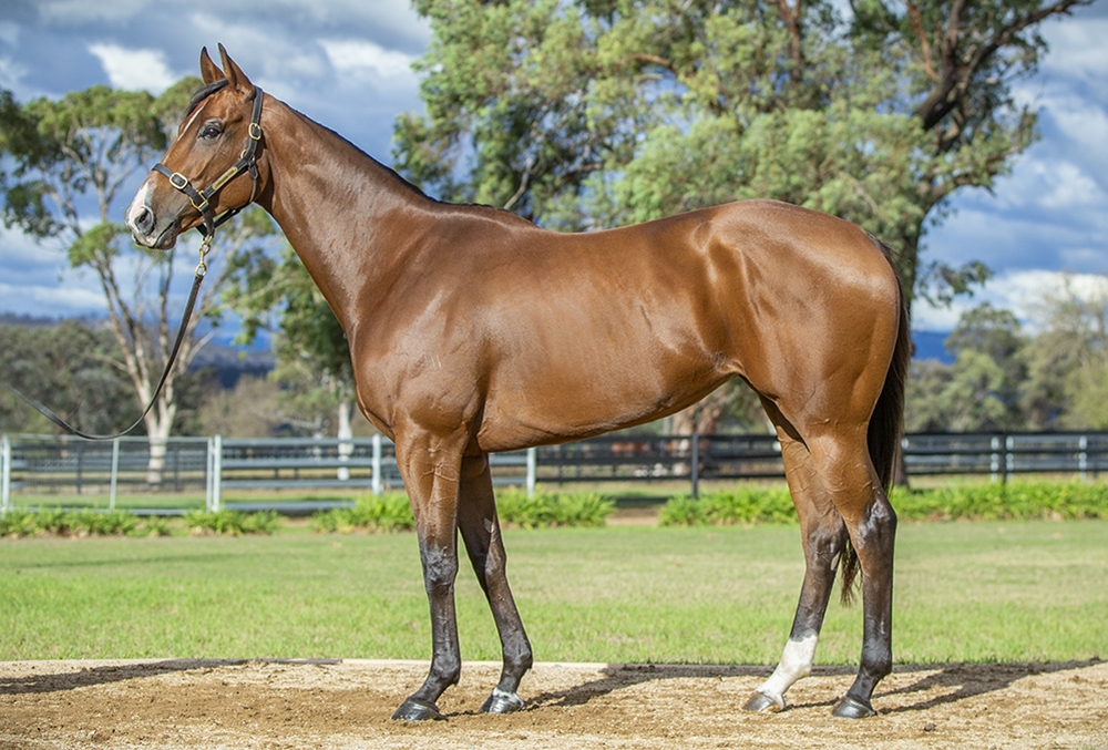 Stretan Angel (AUS) - Image 1