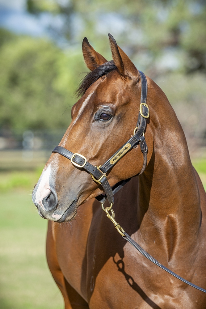 Stretan Angel (AUS) - Image 2