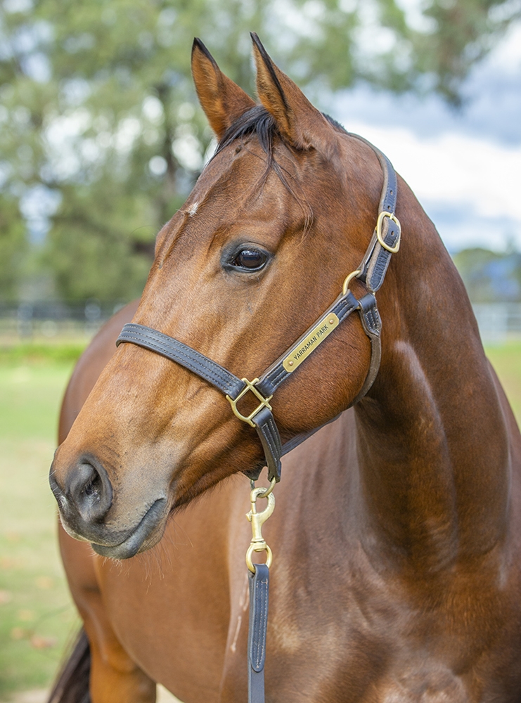 Gala Queen (AUS) - Image 2