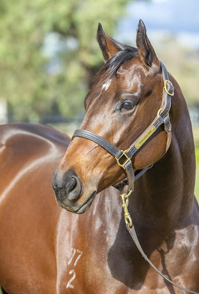 Heavenly Conquest (AUS) - Image 2