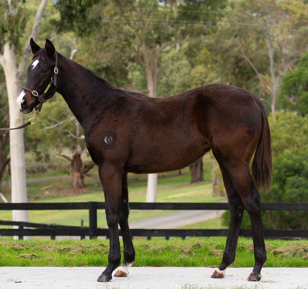 King Colorado (AUS) / Italian Alps (AUS) 2025 Filly - Image 1