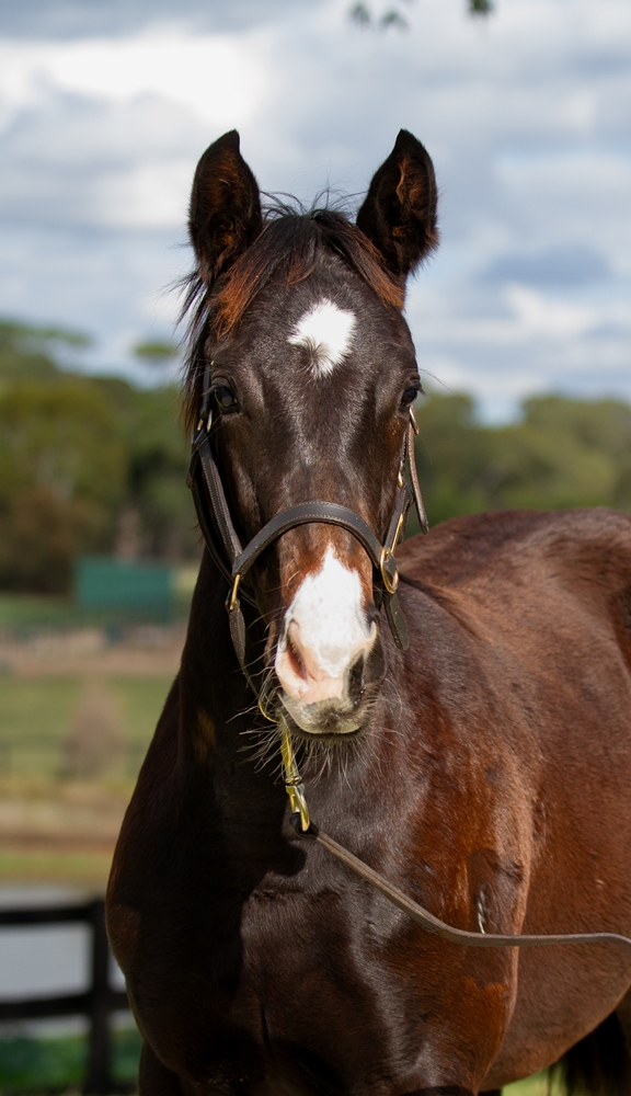 King Colorado (AUS) / Italian Alps (AUS) 2025 Filly - Image 1