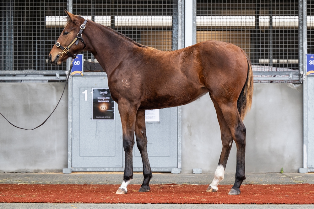 Officiating (USA) / Klum (AUS) 2025 Filly - Image 1