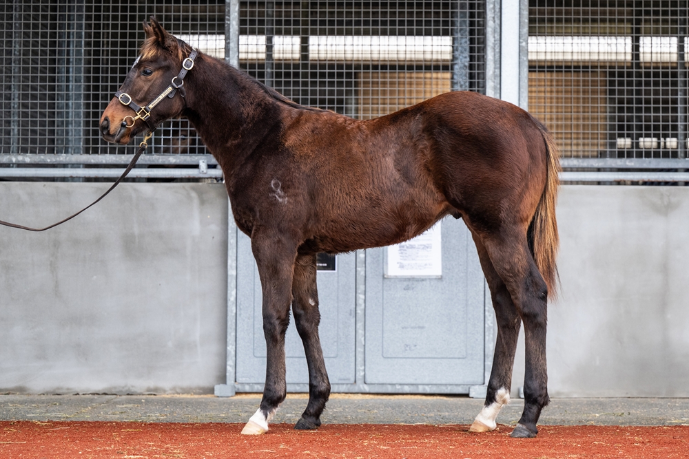 Officiating (USA) / Ahbelle (AUS) 2025 Colt - Image 1