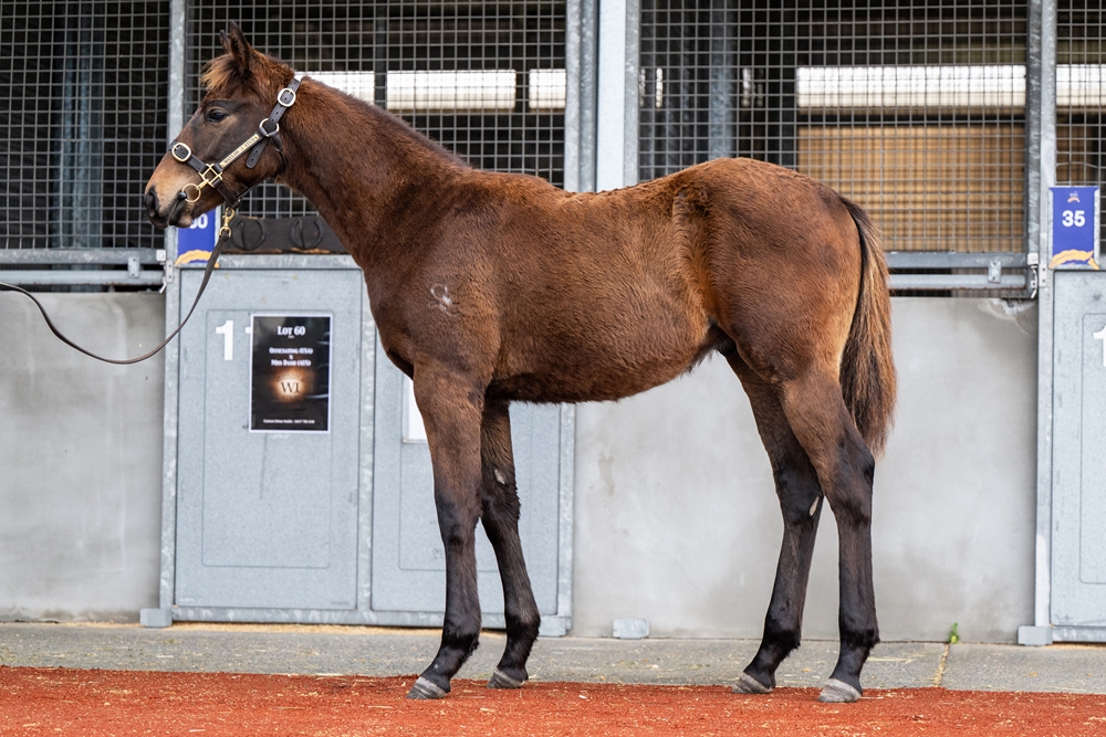 Officiating (USA) / Vienna Miss (AUS) 2025 Colt - Image 1