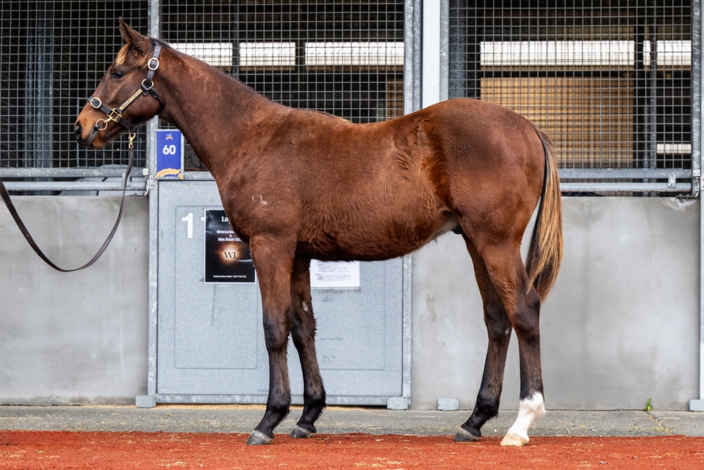 Officiating (USA) / Canny Lassie (AUS) 2025 Colt - Image 1