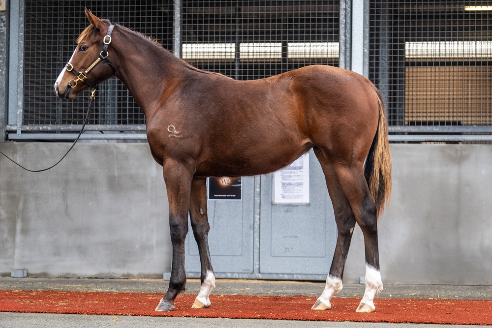 Officiating (USA) / Esterhazy (AUS) 2025 Filly - Image 1