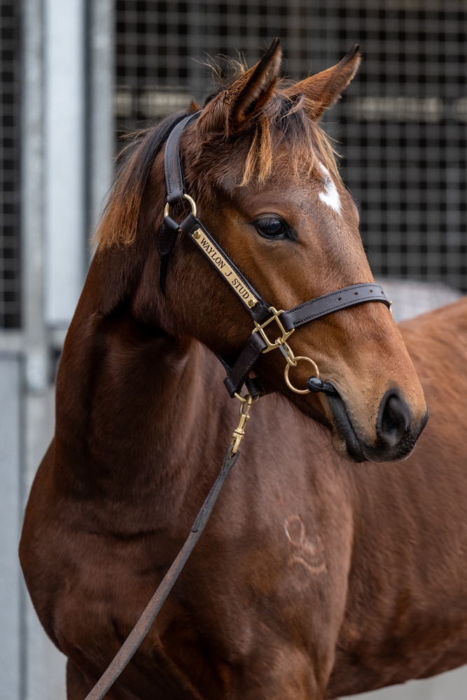 Officiating (USA) / Klum (AUS) 2025 Filly - Image 2