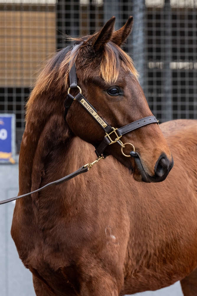 Officiating (USA) / Canny Lassie (AUS) 2025 Colt - Image 2