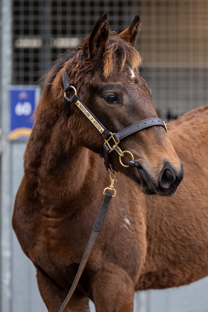 Officiating (USA) / Vienna Miss (AUS) 2025 Colt - Image 2