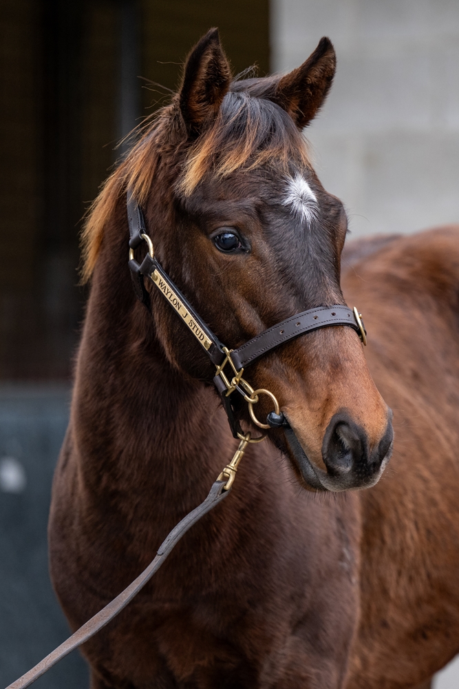 Officiating (USA) / Ahbelle (AUS) 2025 Colt - Image 2