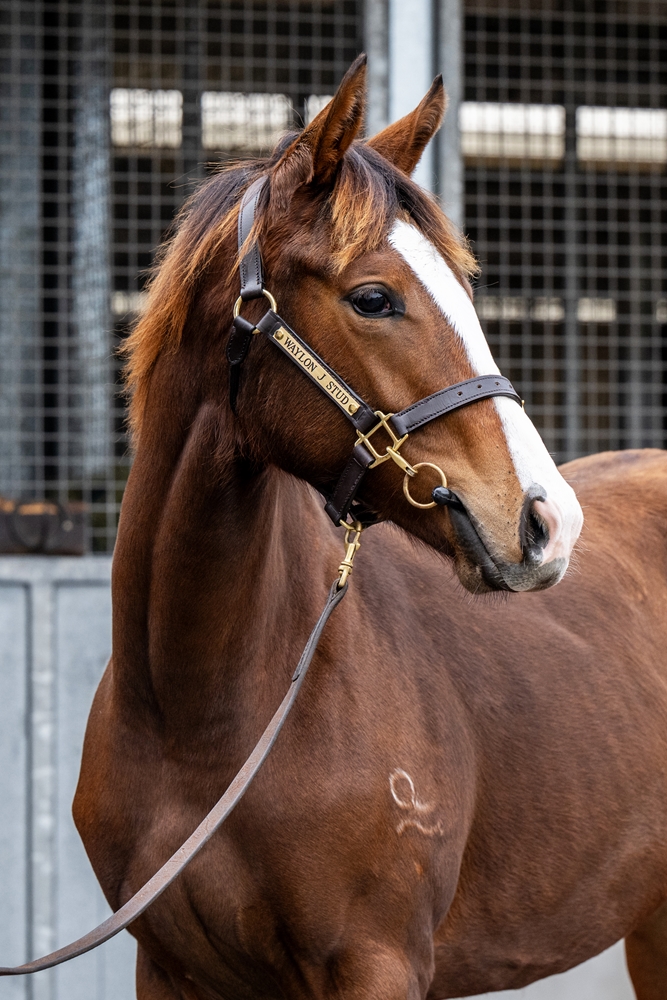 Officiating (USA) / Esterhazy (AUS) 2025 Filly - Image 2