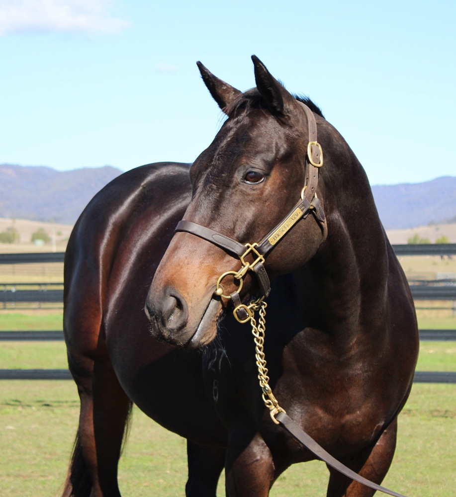 Smart Success (AUS) - Image 2
