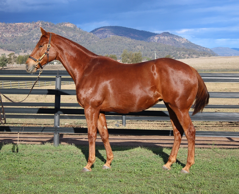 Swift Sister (AUS) - Image 1