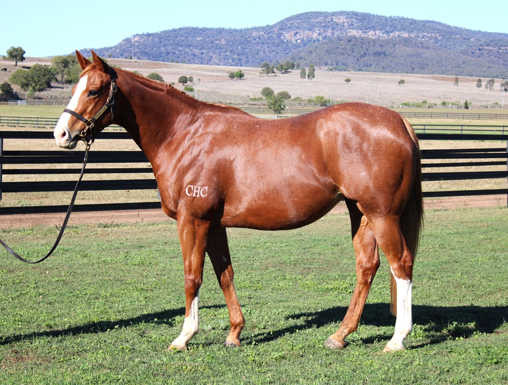 Autumn Dancer (AUS) - Image 1