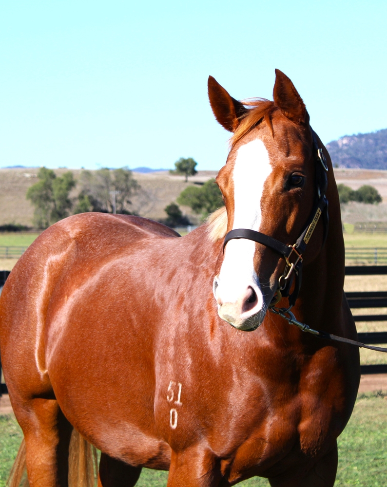Autumn Dancer (AUS) - Image 2