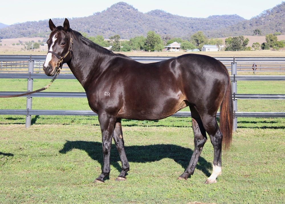 Gimlet (AUS) - Image 1