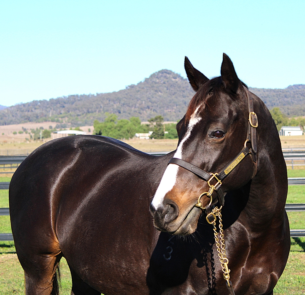 Gimlet (AUS) - Image 2