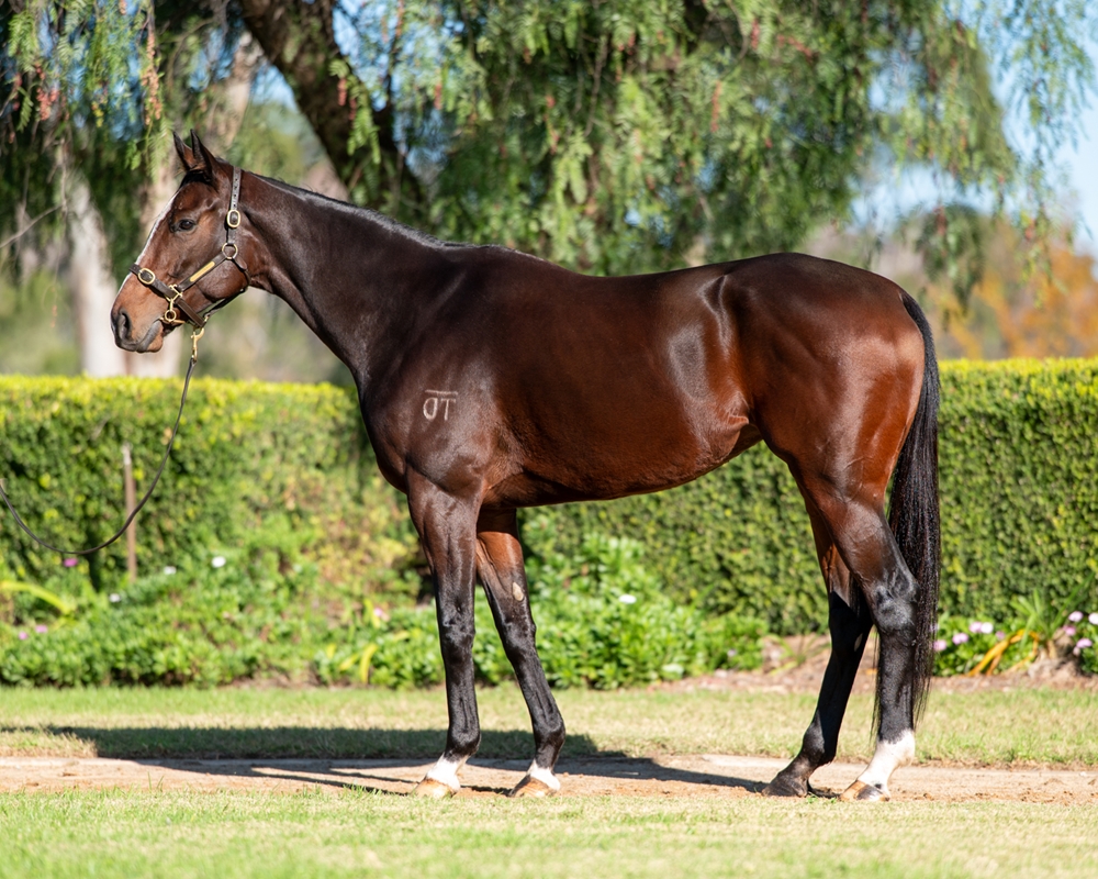 Aviatress (AUS) - Image 1