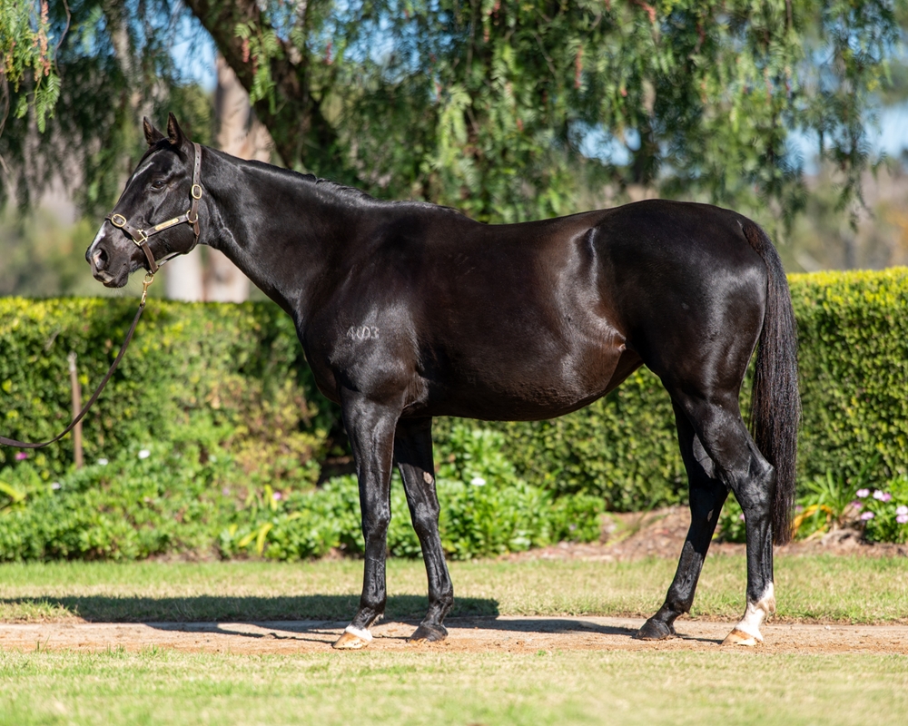 Written Swoosh (AUS) - Image 1
