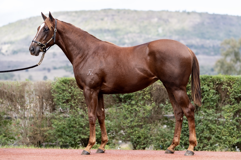 Anders (AUS) / Margarita Mover (AUS) 2024 Filly - Image 1