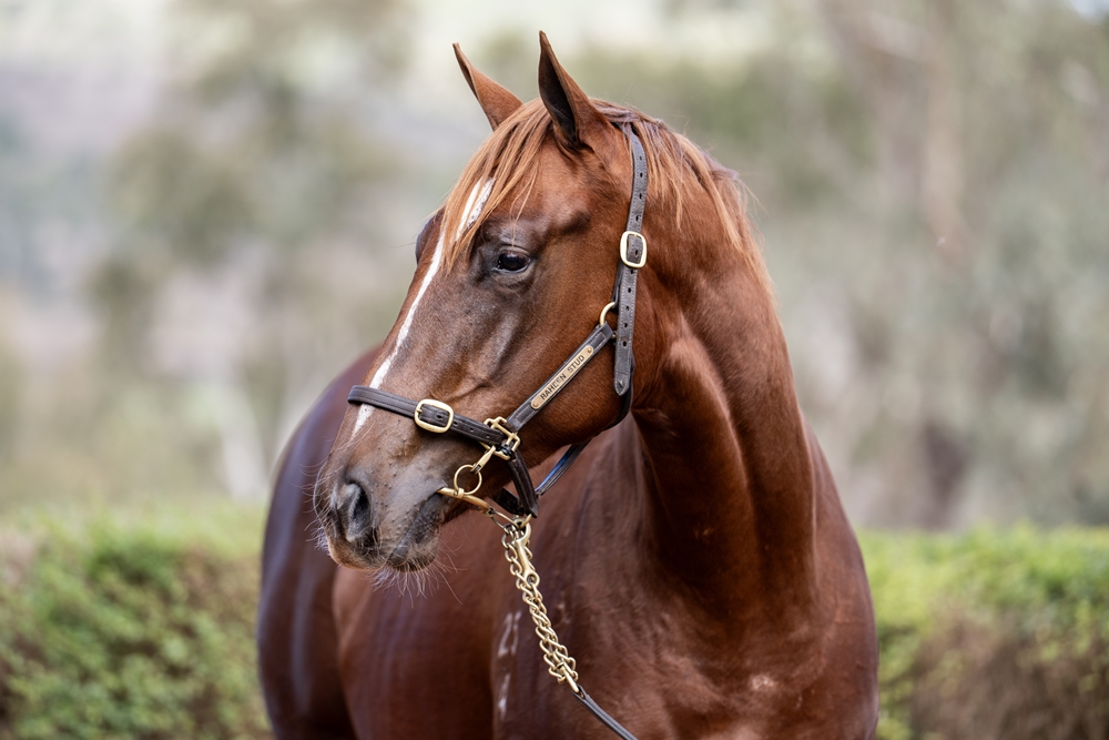Anders (AUS) / Margarita Mover (AUS) 2024 Filly - Image 2