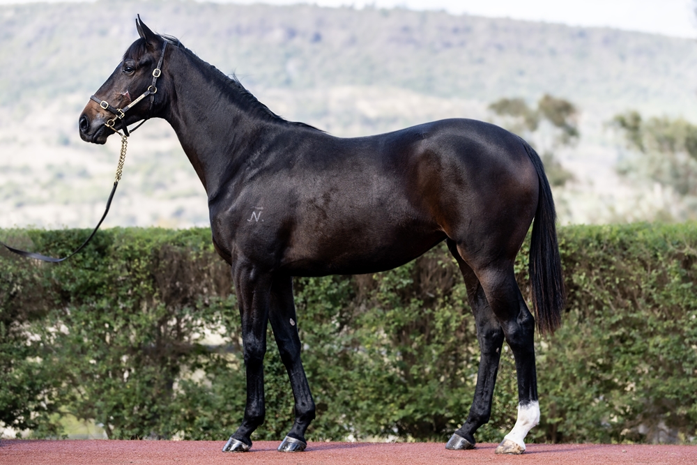 Top Ranked (IRE) / Suemori (AUS) 2024 Filly - Image 1