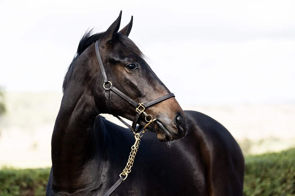 Top Ranked (IRE) / Suemori (AUS) 2024 Filly - Image 2