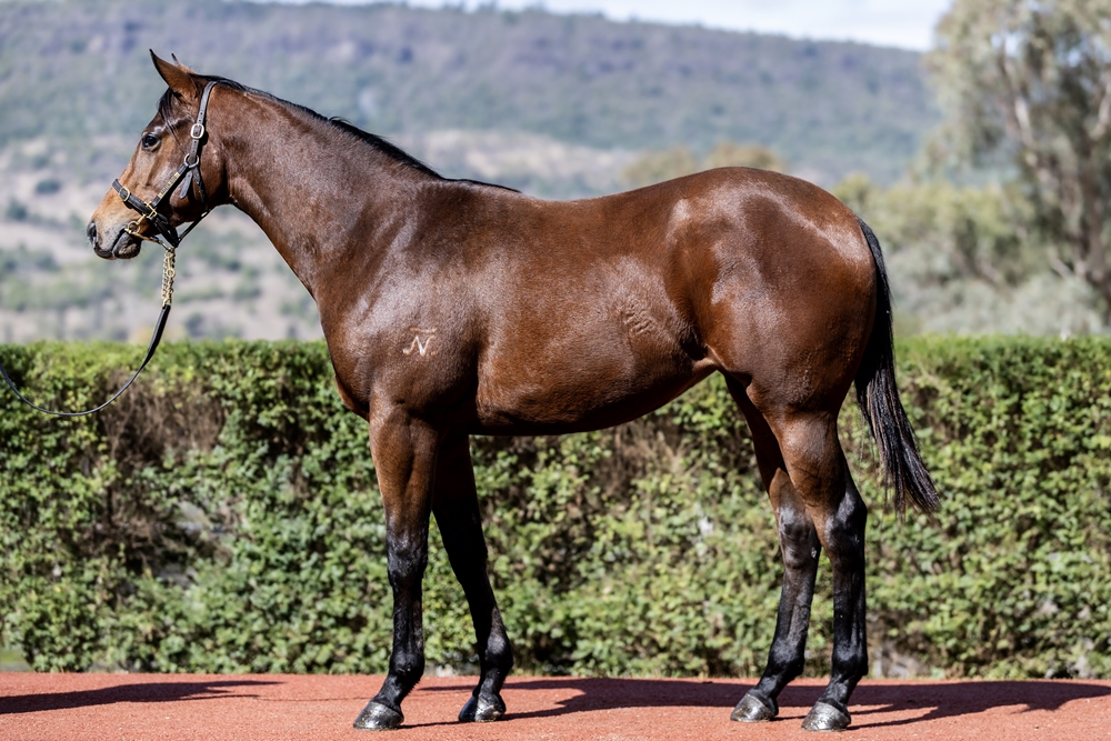 Graff (AUS) / Another Episode (AUS) 2024 Filly - Image 1