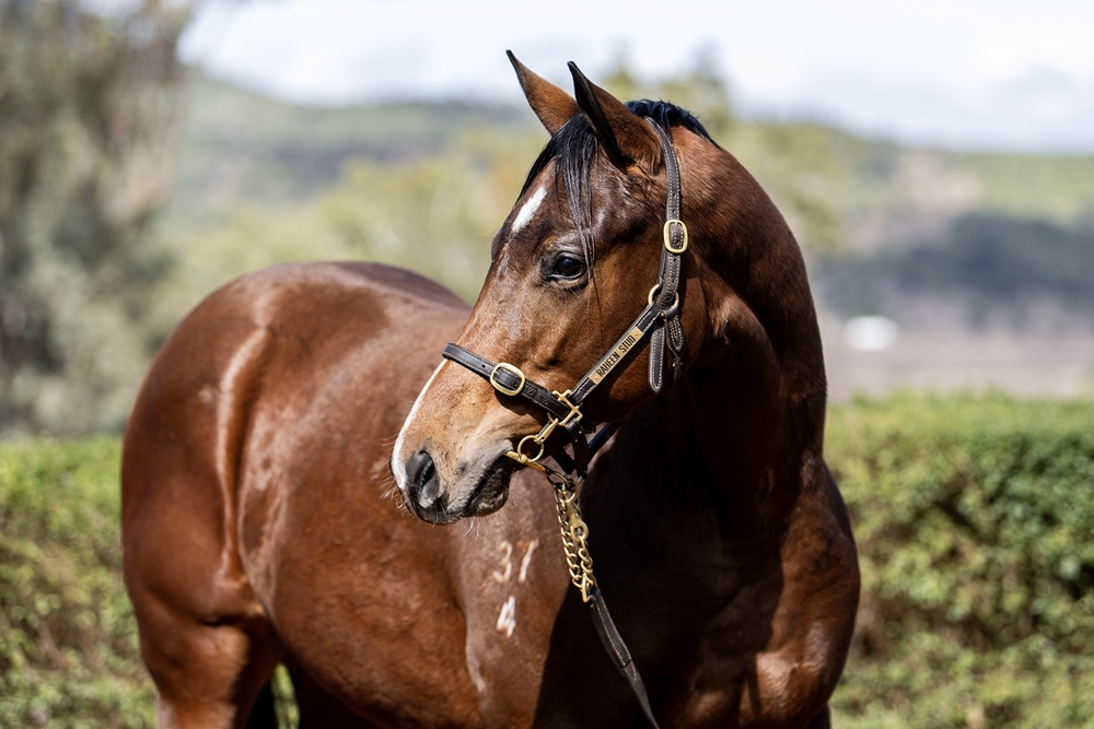 Graff (AUS) / Another Episode (AUS) 2024 Filly - Image 2