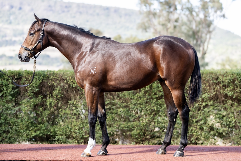 Bivouac (AUS) / Deep Sceiva (AUS) 2024 Colt - Image 1