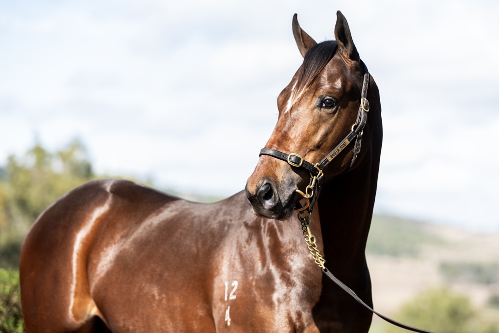 Bivouac (AUS) / Deep Sceiva (AUS) 2024 Colt - Image 2