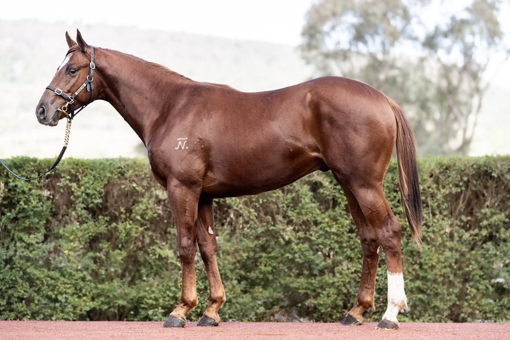 Neorealism (JPN) / Van Nuys (AUS) 2024 Colt - Image 1