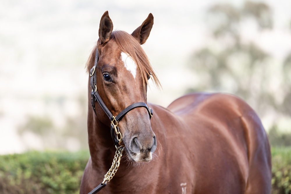 Neorealism (JPN) / Van Nuys (AUS) 2024 Colt - Image 2