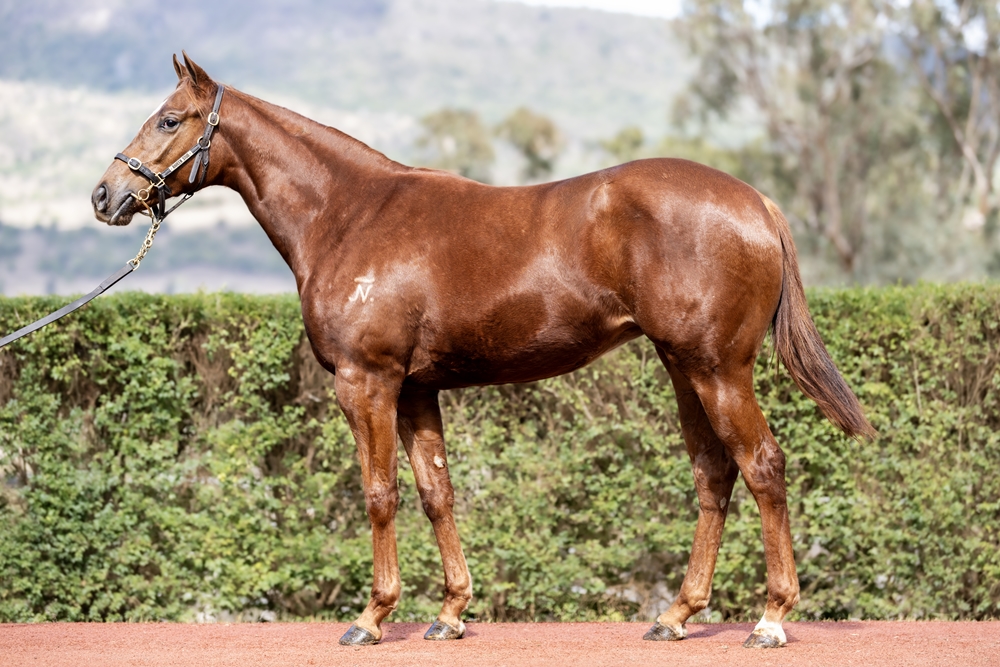 Heroic Valour (AUS) / Bullion Belle (NZ) 2024 Filly - Image 1