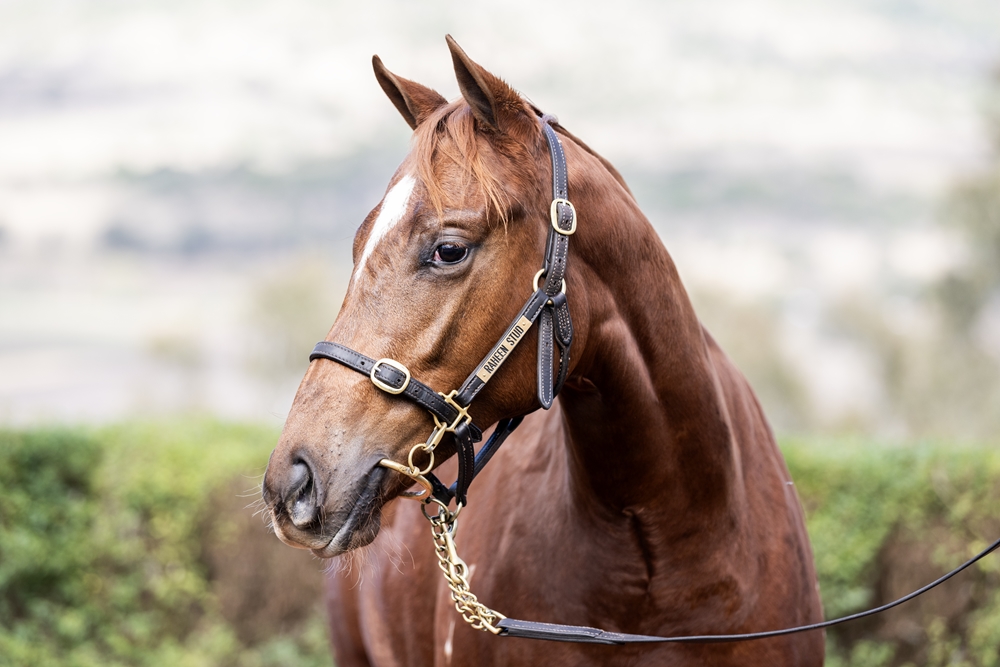 Heroic Valour (AUS) / Bullion Belle (NZ) 2024 Filly - Image 2
