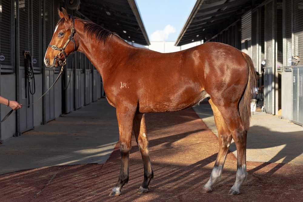 Farnan (AUS) / Latitude (AUS) 2025 Colt - Image 1