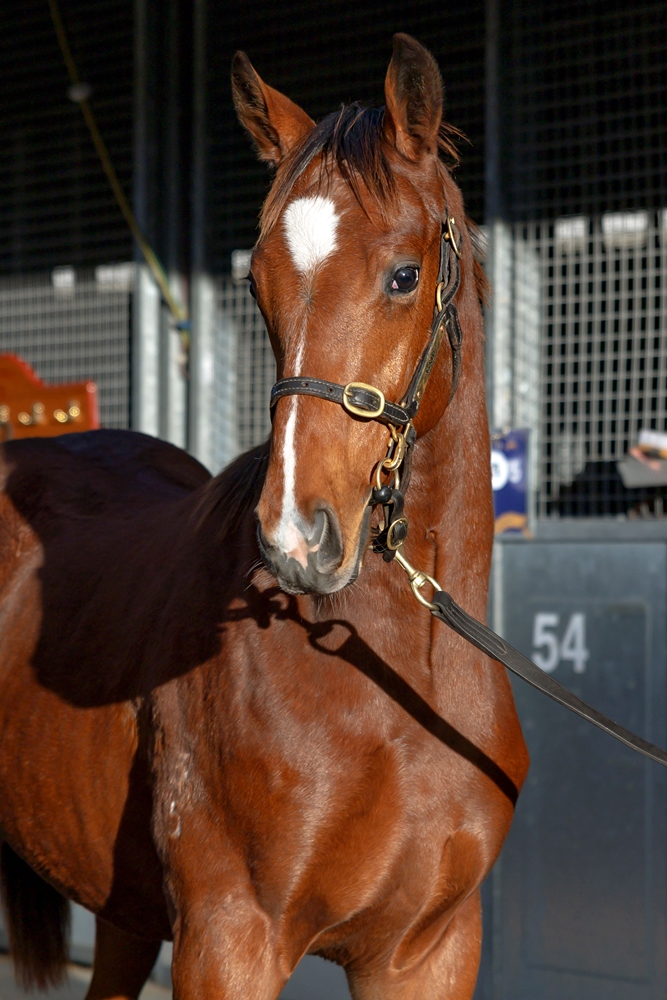 Farnan (AUS) / Latitude (AUS) 2025 Colt - Image 2