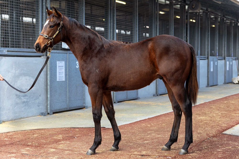 Hawaii Five Oh (AUS) / Our Renaissance (AUS) 2025 Colt - Image 1