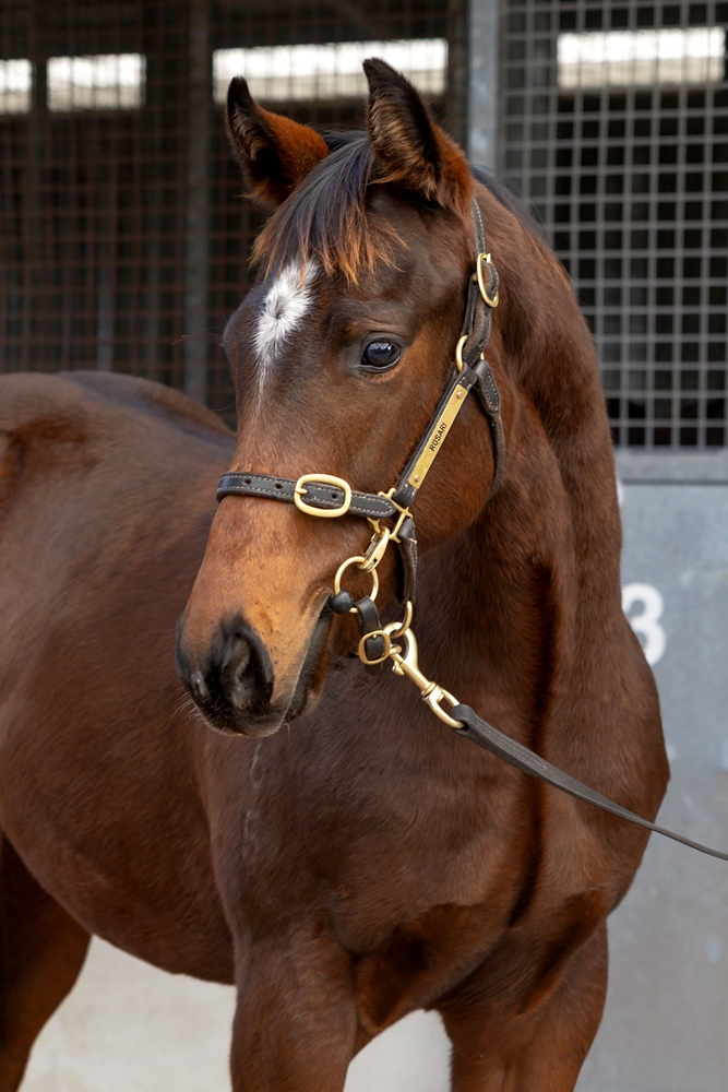 Hawaii Five Oh (AUS) / Our Renaissance (AUS) 2025 Colt - Image 2