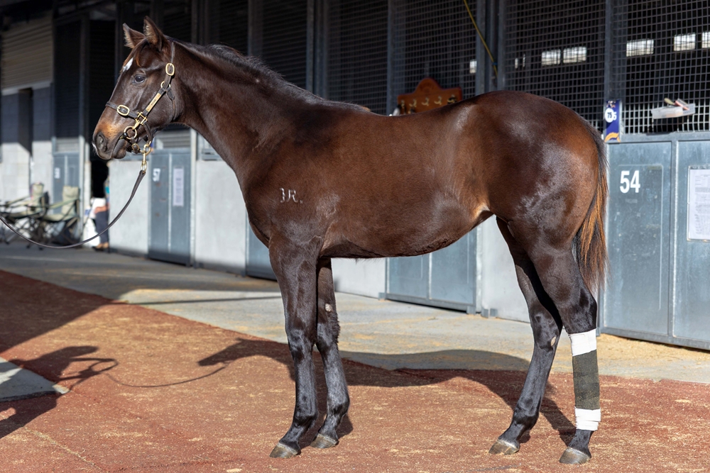Ole Kirk (AUS) / Oxford Angel (AUS) 2025 Filly - Image 1