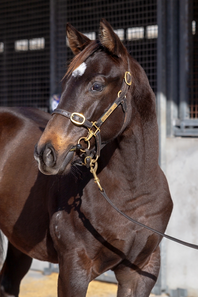Ole Kirk (AUS) / Oxford Angel (AUS) 2025 Filly - Image 2