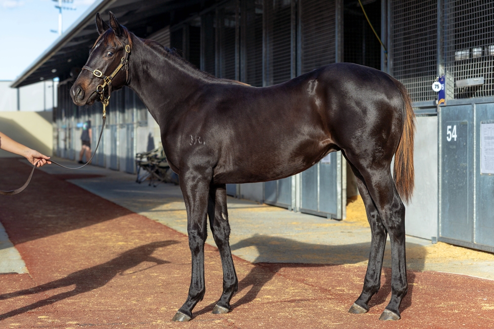 Stay Inside (AUS) / Quack It (NZ) 2025 Colt - Image 1