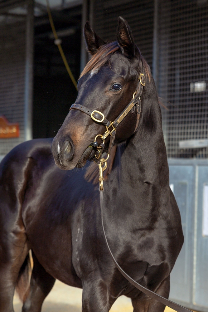Stay Inside (AUS) / Quack It (NZ) 2025 Colt - Image 2