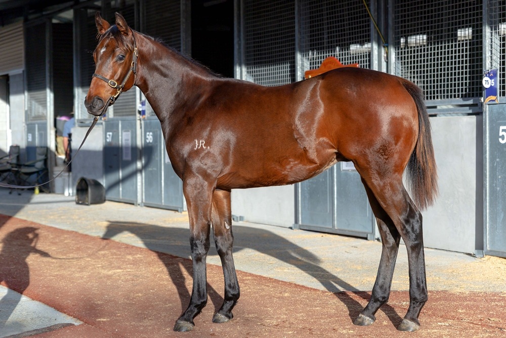 Zousain (AUS) / Anatina (AUS) 2025 Colt - Image 1